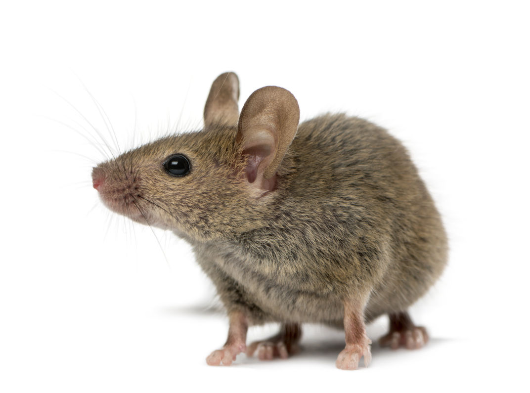 Hausmaus
