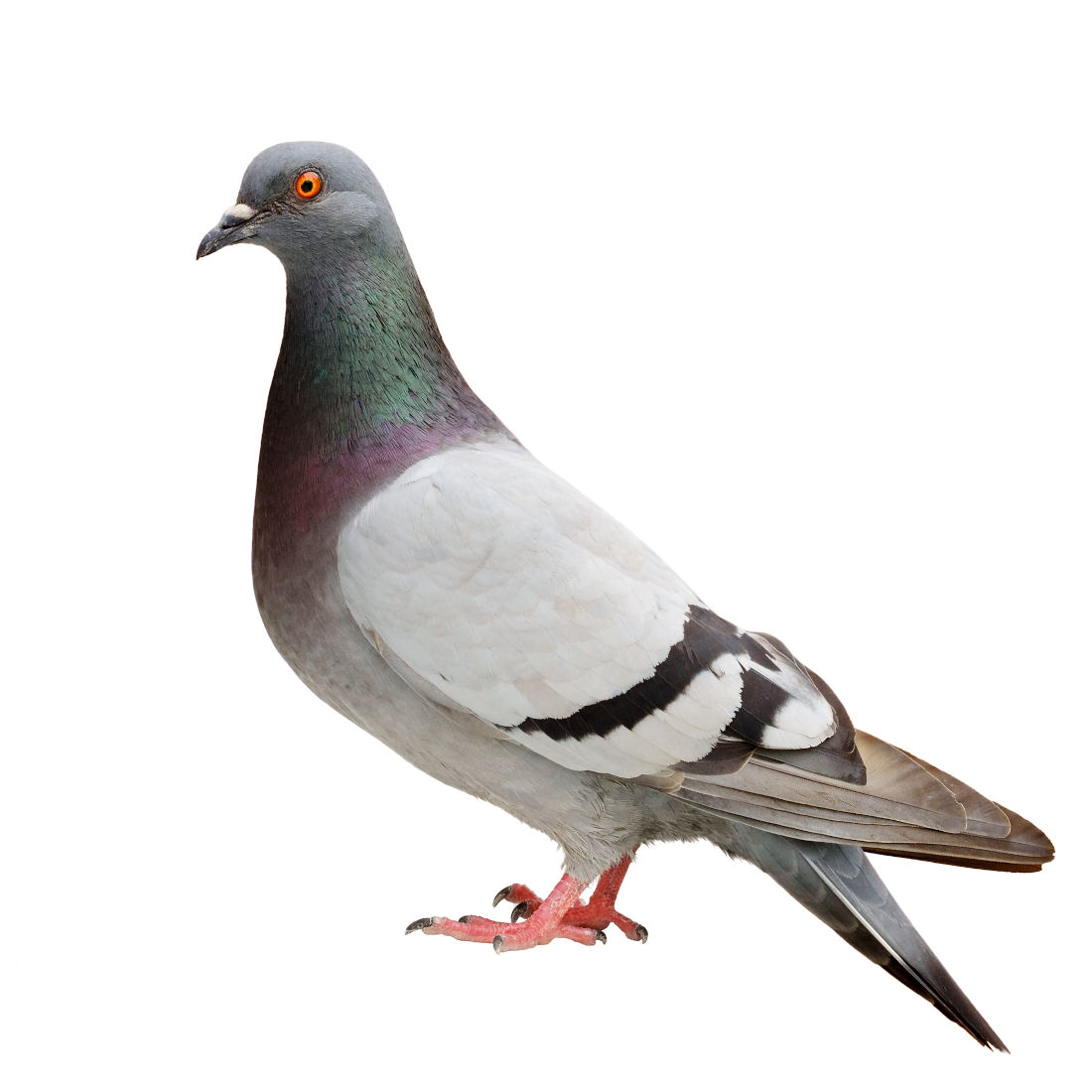 Tauben