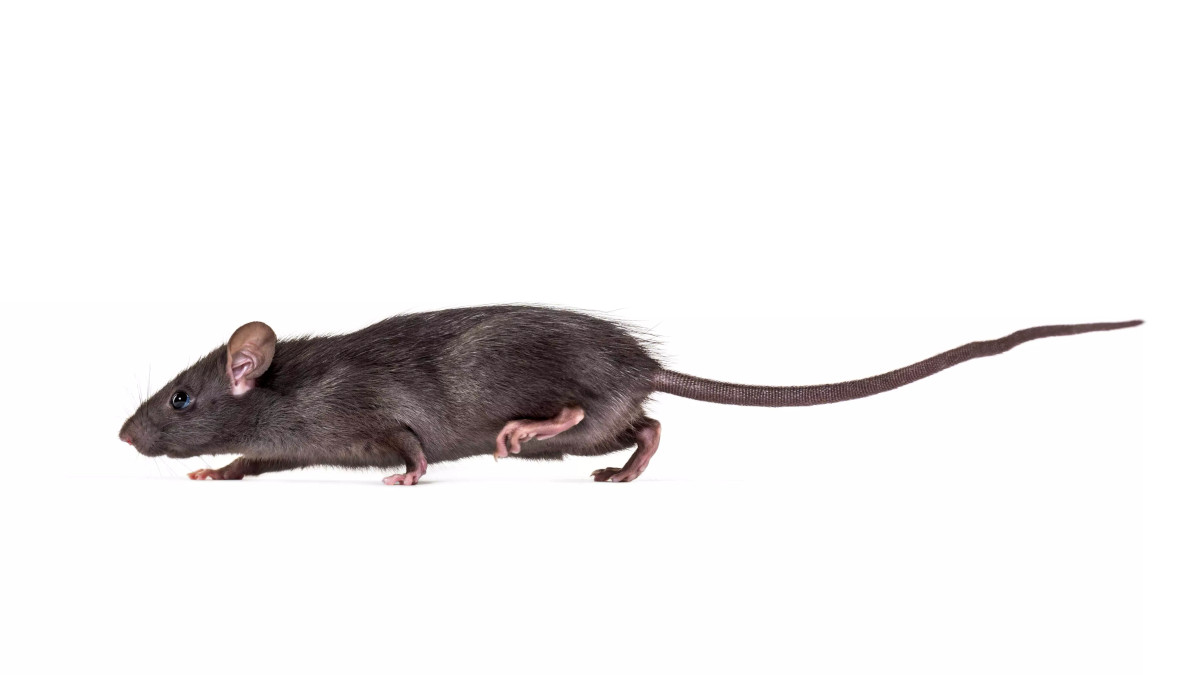 Ratten