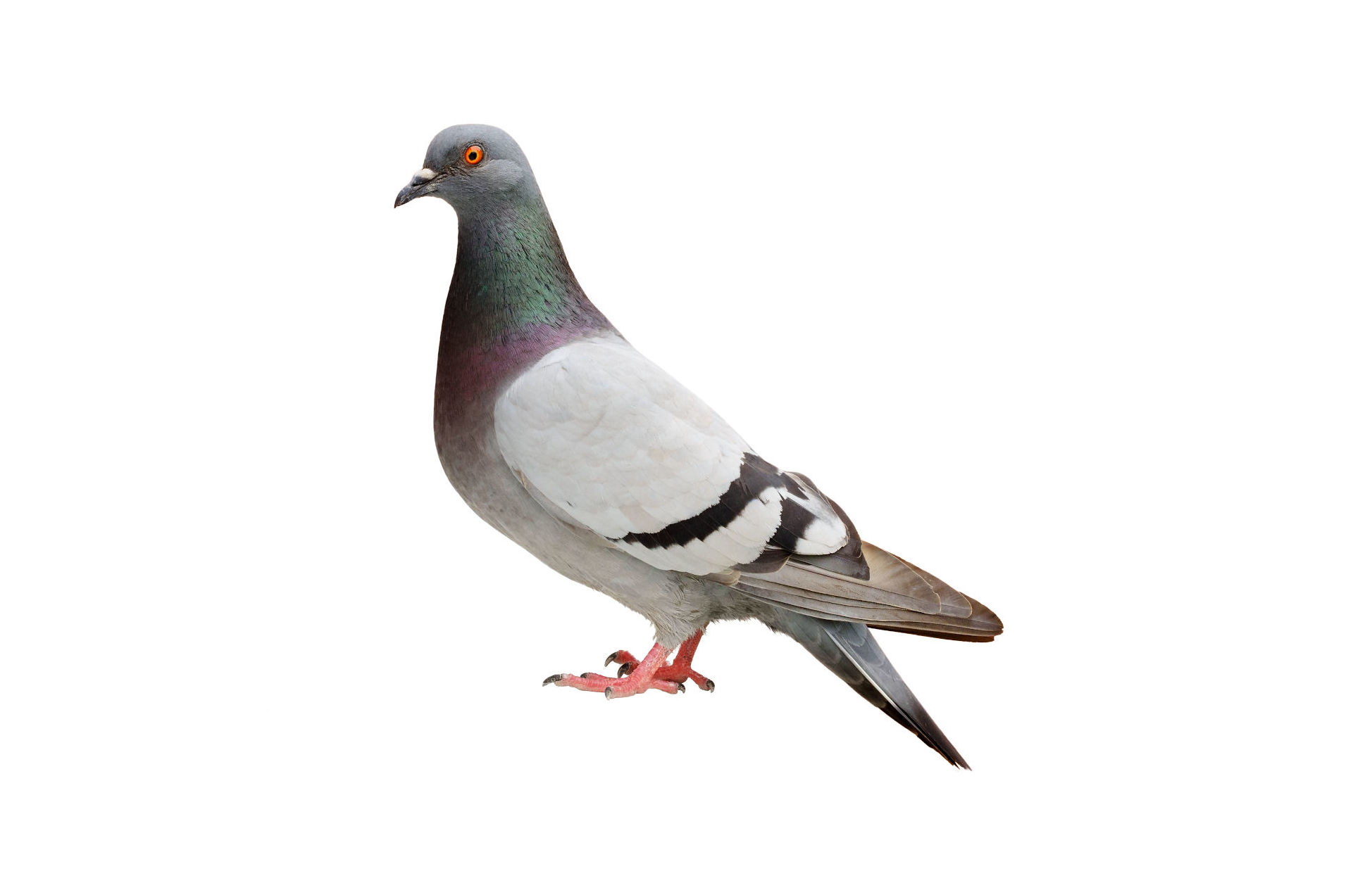 Tauben